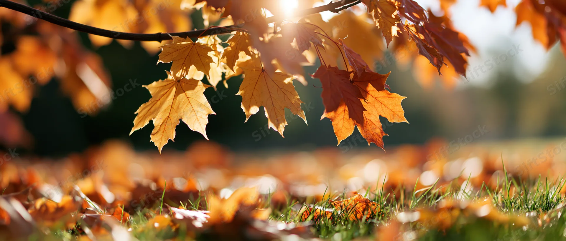 Maple leaves in autumn colors hanging over grass with sunlight filtering through branches