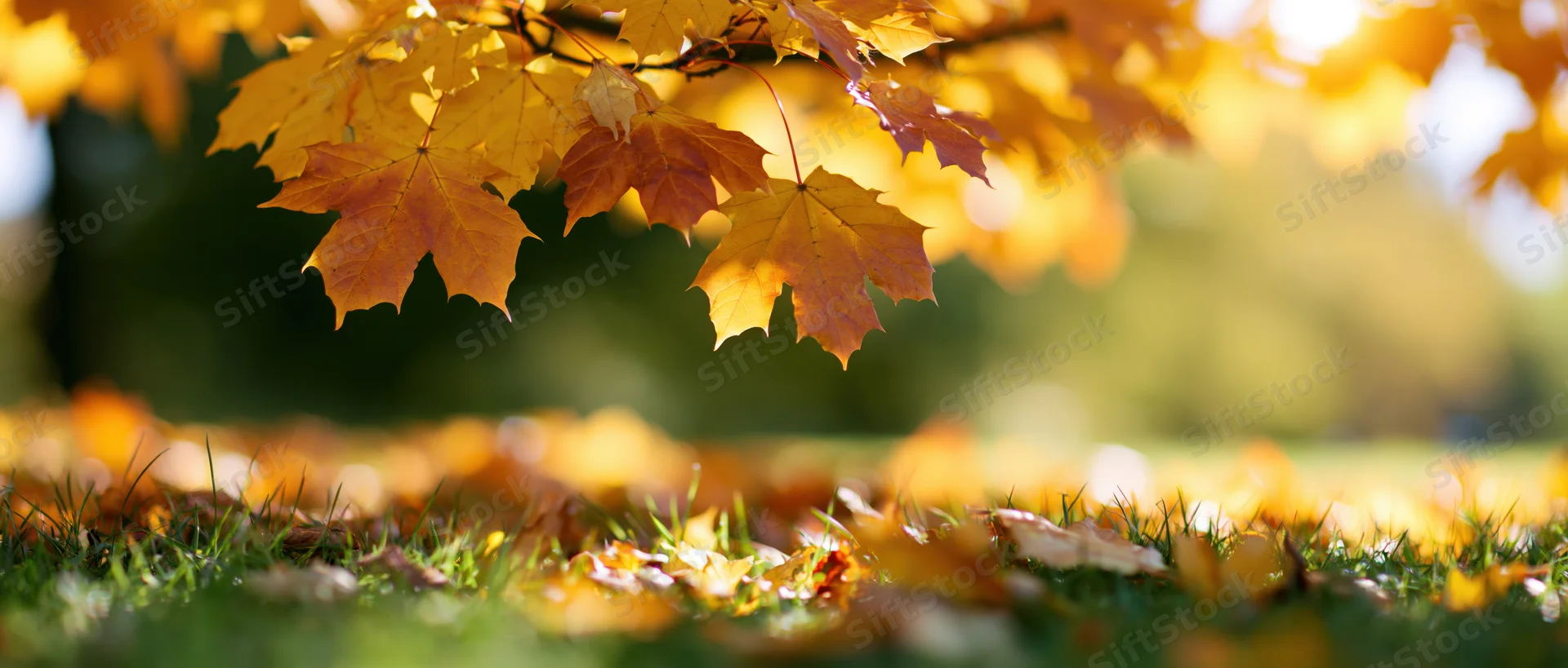 Maple leaves in golden and rust hues hanging over grassy ground in autumn park