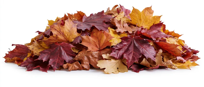 A pile of fallen autumn maple and oak leaves on a white background