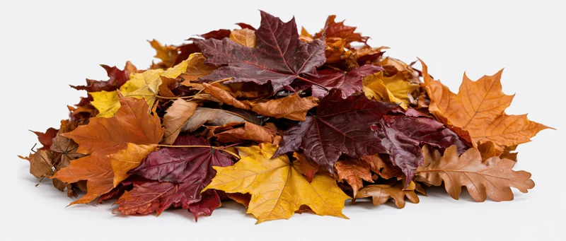 A pile of fallen autumn maple and oak leaves on a white background