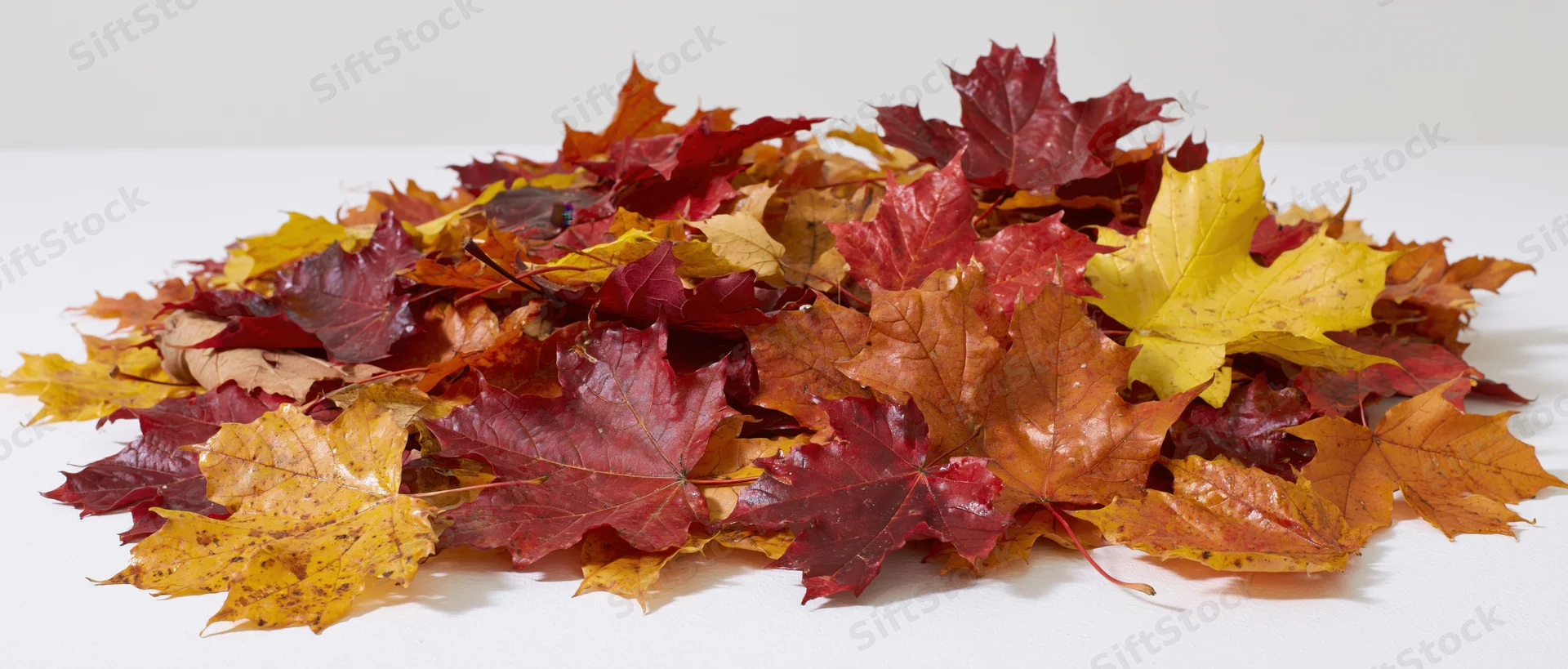 Pile of fallen autumn maple leaves spread across a white surface