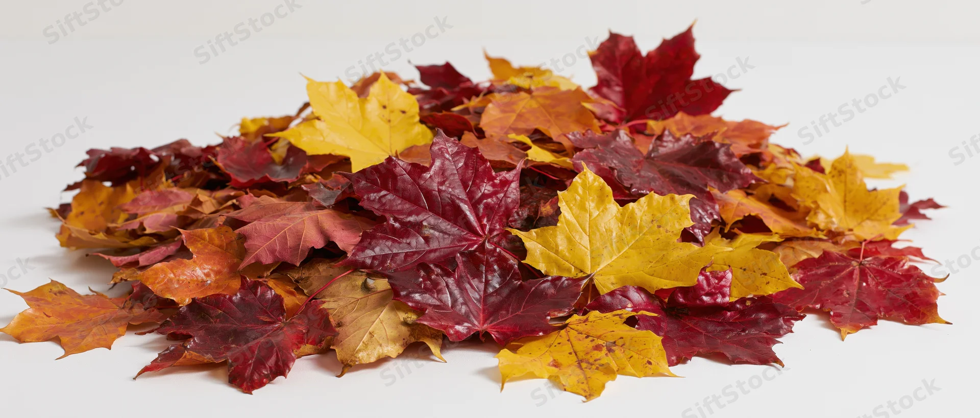 Pile of fallen autumn maple leaves spread across a white surface