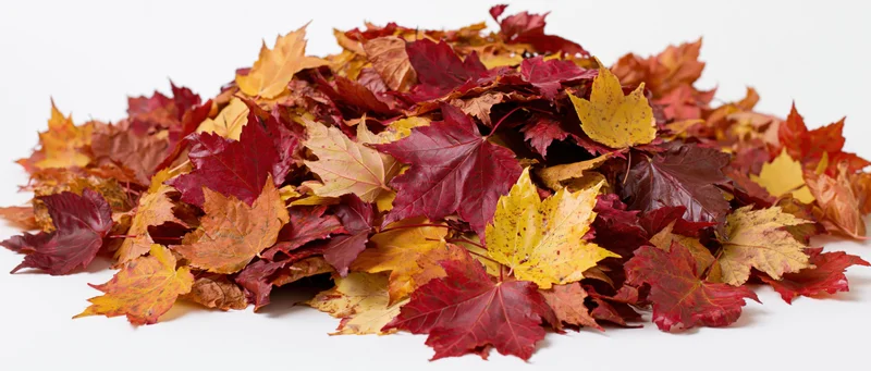 Pile of fallen autumn maple leaves spread across white surface