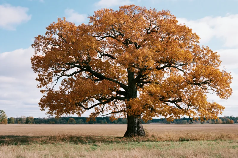 Ancient oak tree with golden autumn foliage standing alone in a wide open field under a blue sky with scattered clouds