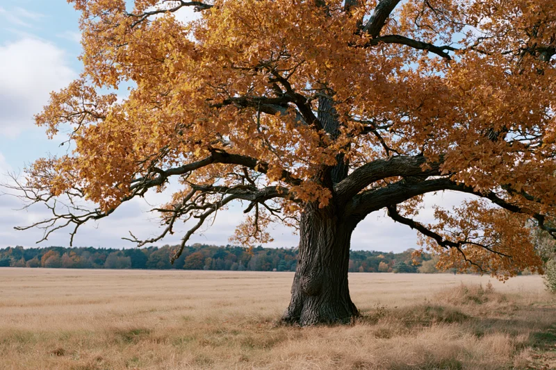 Ancient oak tree with golden autumn foliage standing in a dry grassy field under a cloudy sky