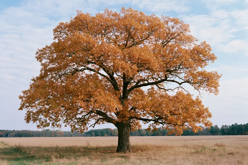Large oak tree with autumn foliage standing in an open field under a partly cloudy sky