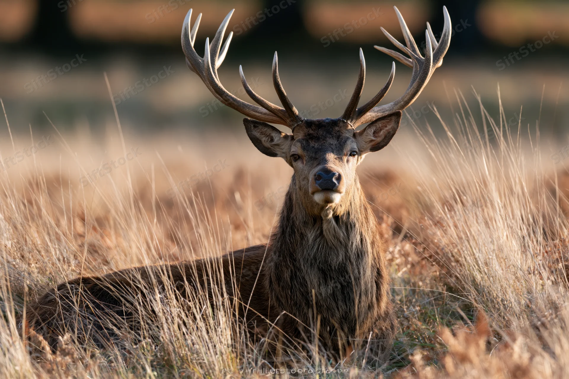 Mature red deer stag resting in tall dry grass with head raised, alert gaze in natural habitat