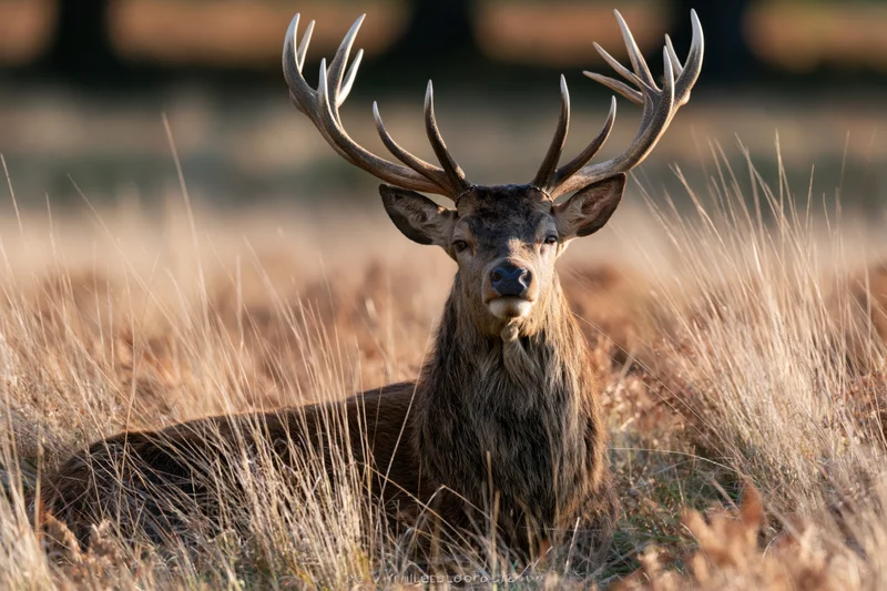 Mature red deer stag resting in tall dry grass with head raised, alert gaze in natural habitat