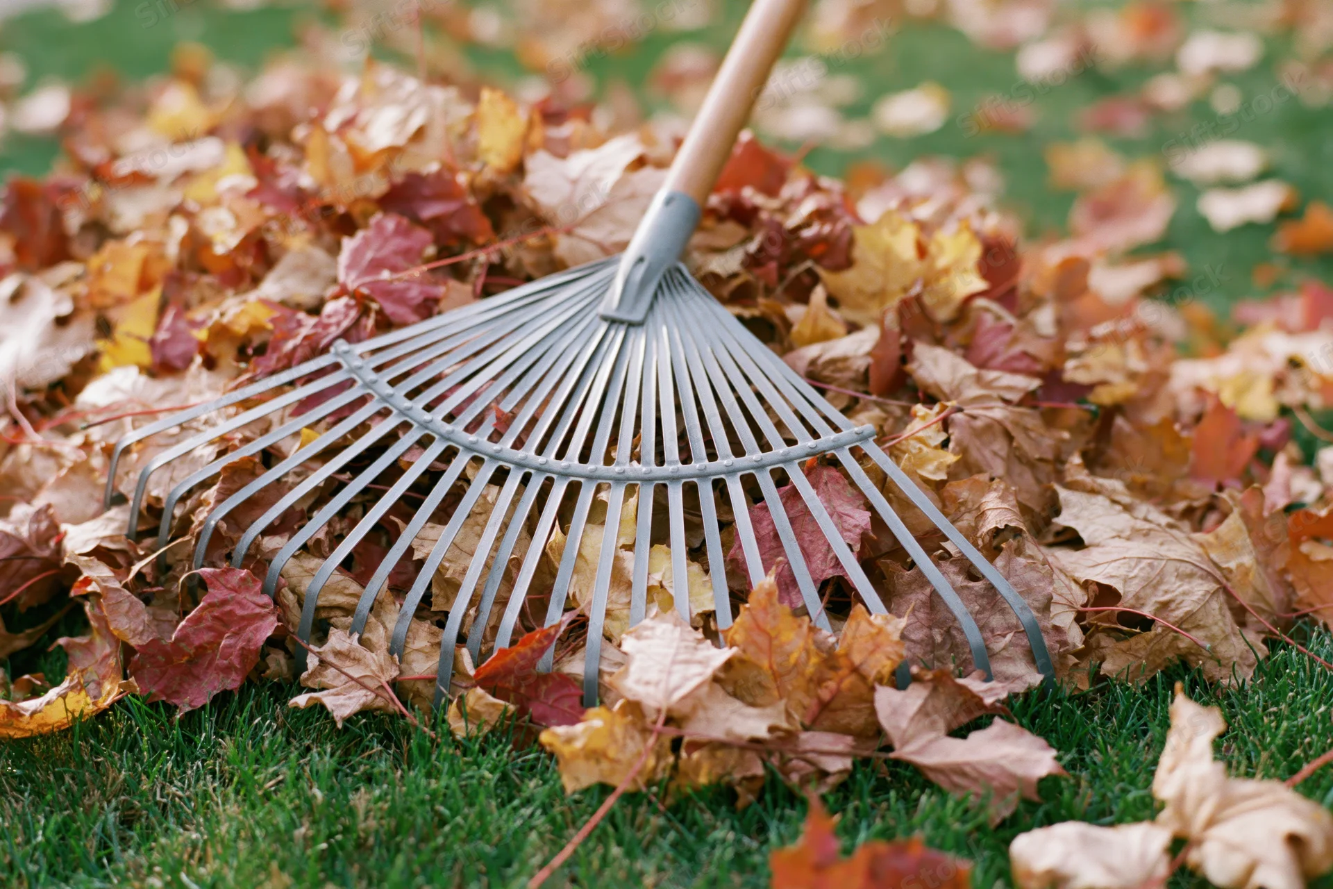 Metal fan rake resting on a pile of fallen autumn leaves on a green lawn