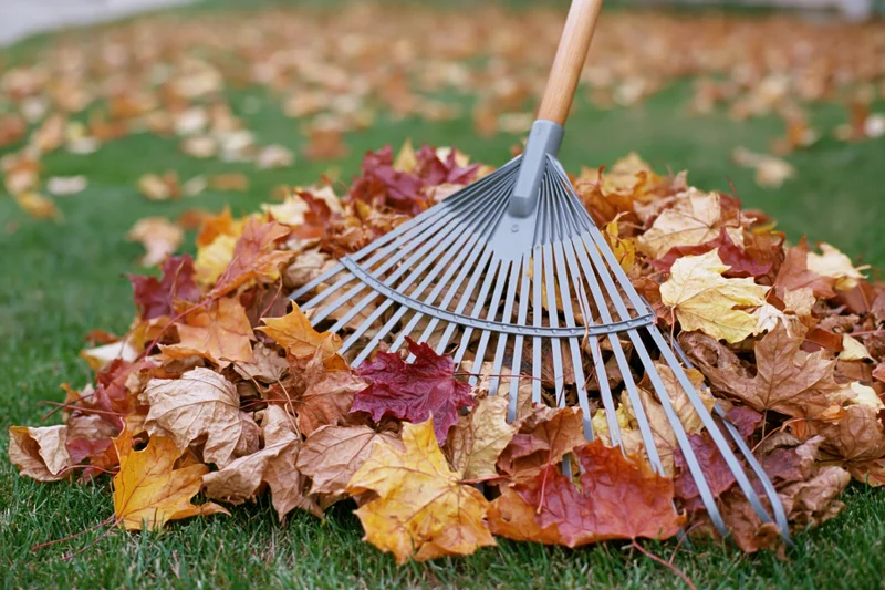 Metal fan rake resting against a pile of colorful autumn leaves on a green lawn