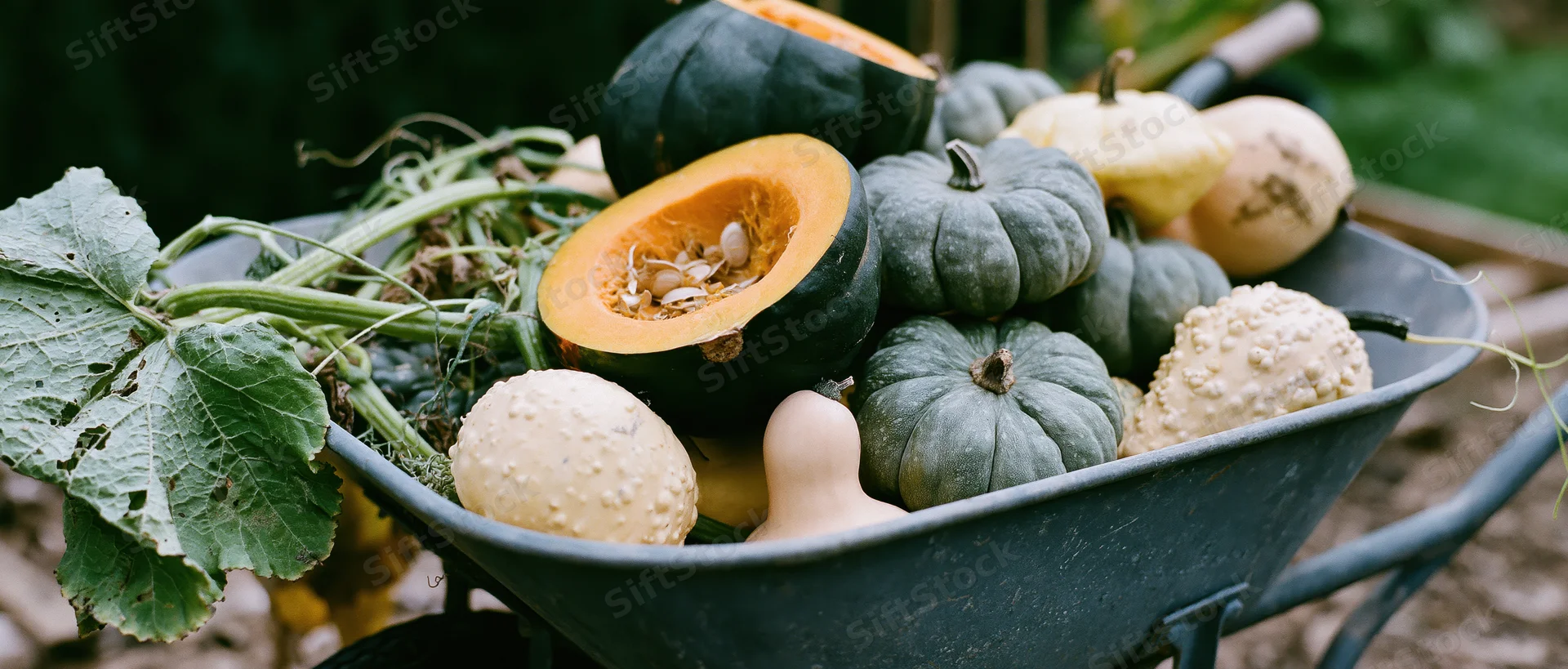 Metal wheelbarrow filled with freshly harvested pumpkins and squash in a garden