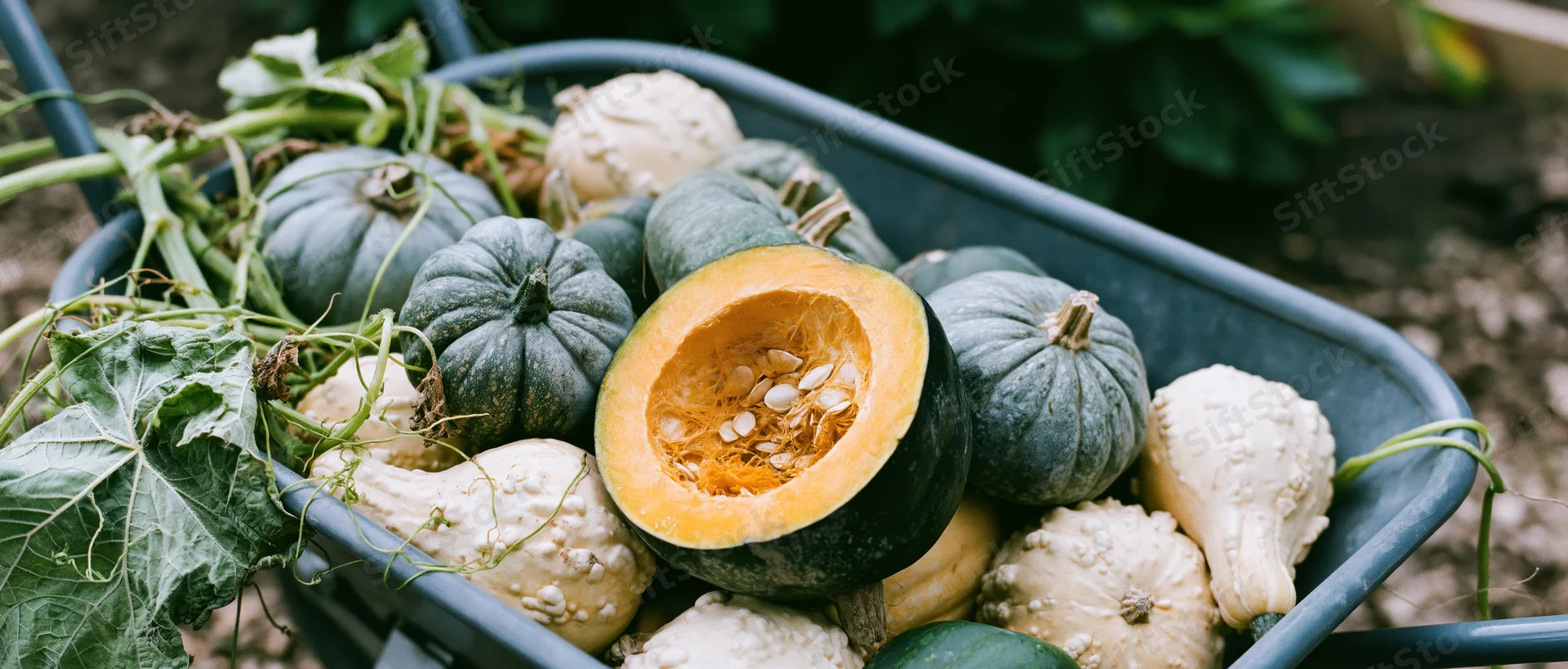 Metal wheelbarrow filled with freshly harvested green and white squash and pumpkins in a garden