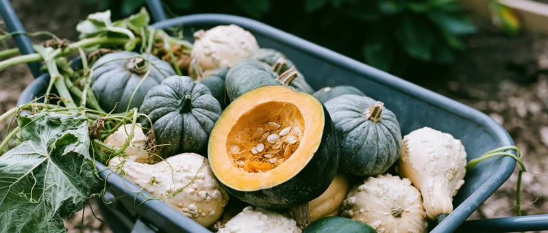 Metal wheelbarrow filled with freshly harvested green and white squash and pumpkins in a garden