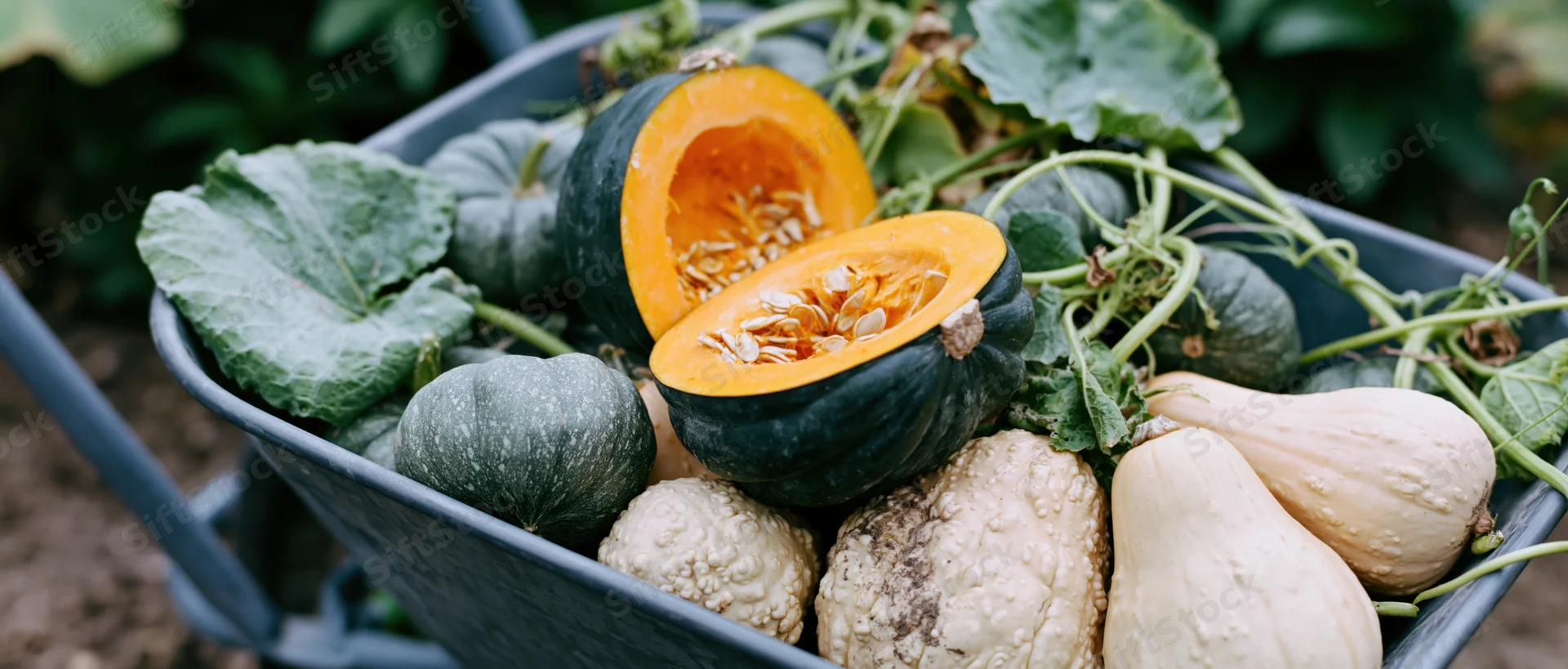 Metal wheelbarrow filled with freshly harvested squash and pumpkins in a garden