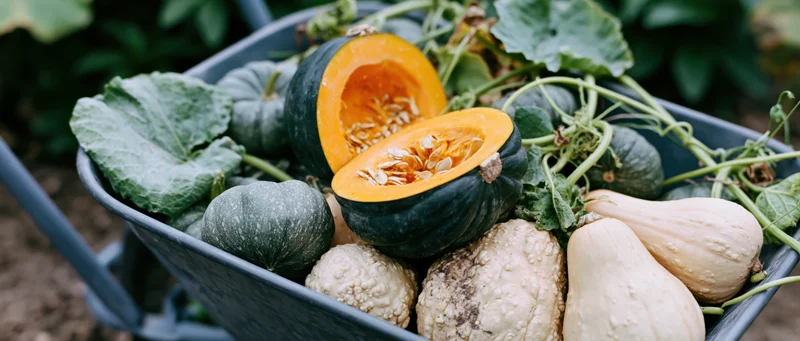 Metal wheelbarrow filled with freshly harvested squash and pumpkins in a garden