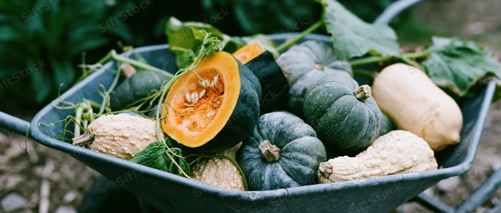 Metal wheelbarrow filled with freshly harvested squash and pumpkins in a garden