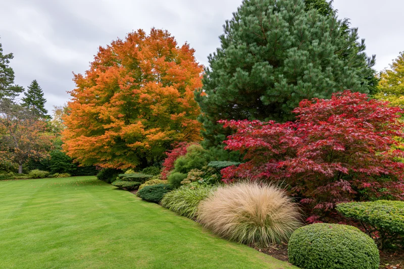 Mixed ornamental garden border in peak autumn with colorful trees and shrubs alongside a mowed lawn