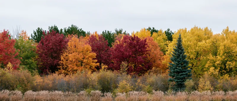 Mixed woodland treeline in peak autumn color with colorful deciduous and evergreen trees under overcast sky