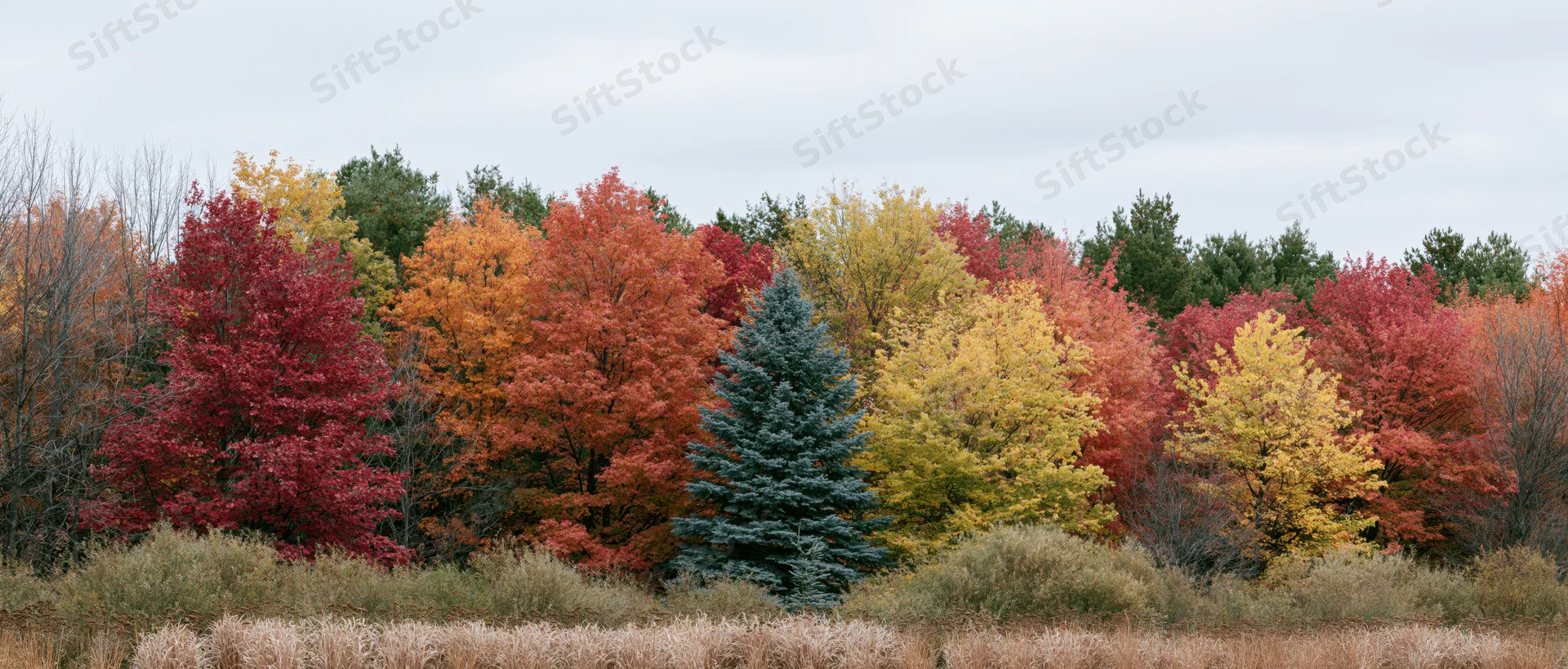 Mixed woodland treeline in peak autumn color with colorful deciduous and evergreen trees under overcast sky