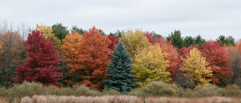 Mixed woodland treeline in peak autumn color with colorful deciduous and evergreen trees under overcast sky