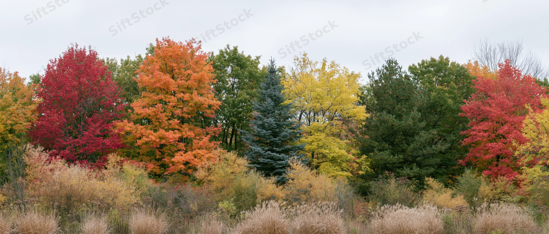 Mixed woodland treeline in peak autumn color with colorful deciduous and evergreen trees under overcast sky