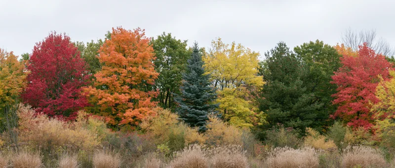 Mixed woodland treeline in peak autumn color with colorful deciduous and evergreen trees under overcast sky