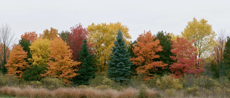 Mixed woodland treeline in peak autumn color with deciduous and evergreen trees under overcast sky