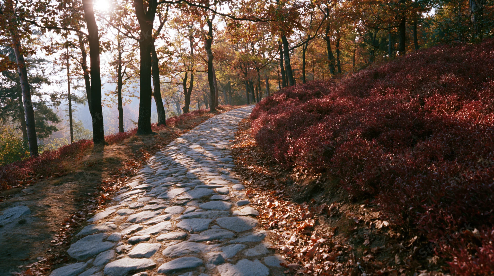 Cobblestone path winding through autumn forest with sunlight filtering through trees