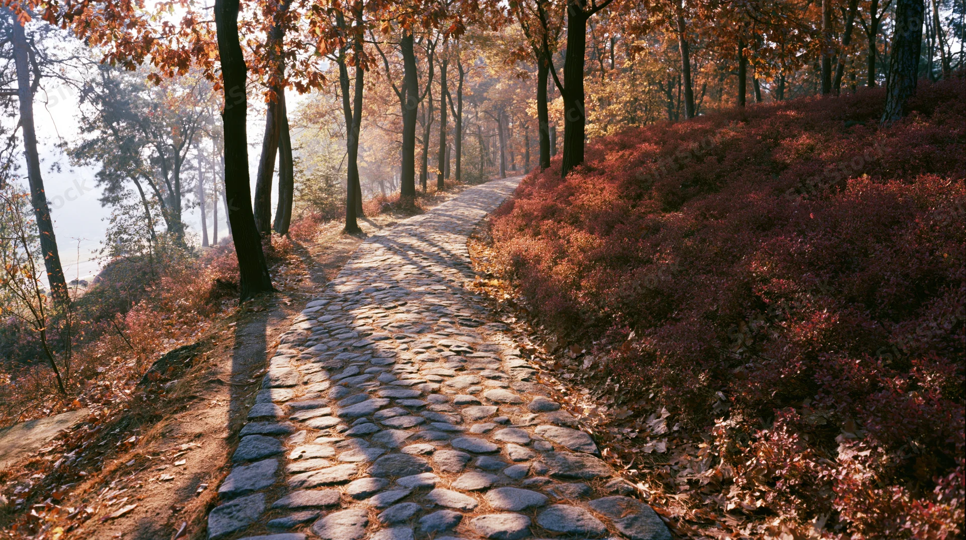 Cobblestone path winding through autumn forest with sunlight filtering through trees