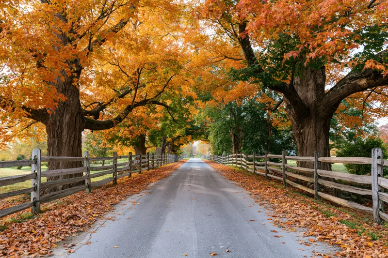 Narrow country road lined with autumn trees and wooden fences stretching into the distance
