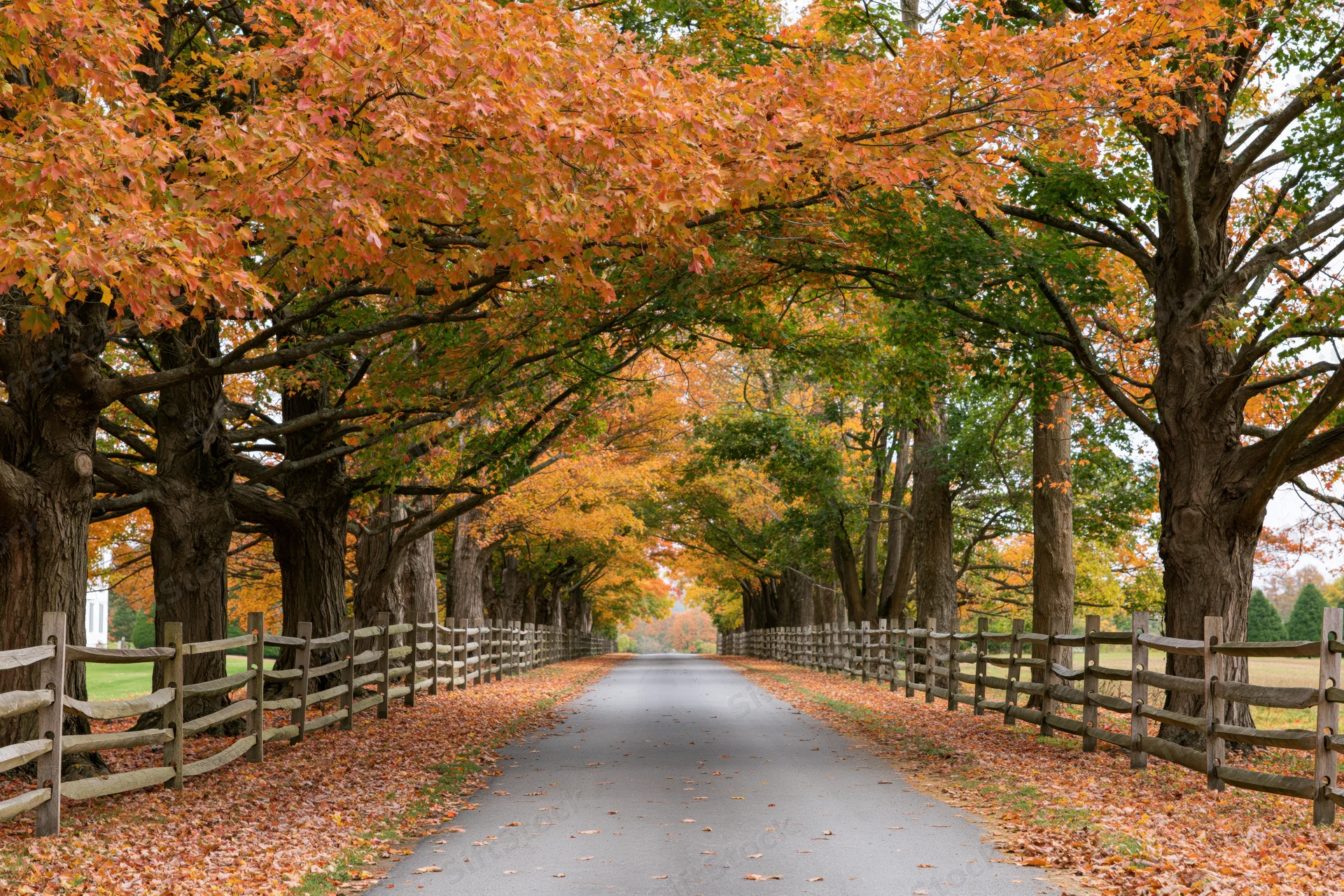 Narrow country road lined with autumn trees forming a canopy over the pavement, flanked by wooden fences and fallen leaves