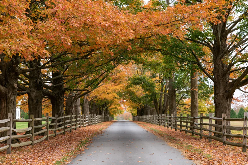 Narrow country road lined with autumn trees forming a canopy over the pavement, flanked by wooden fences and fallen leaves