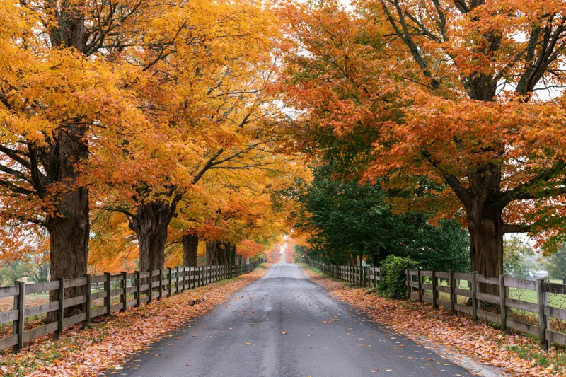 Narrow country road lined with autumn trees forming a canopy over the pavement, flanked by wooden fences and fallen leaves