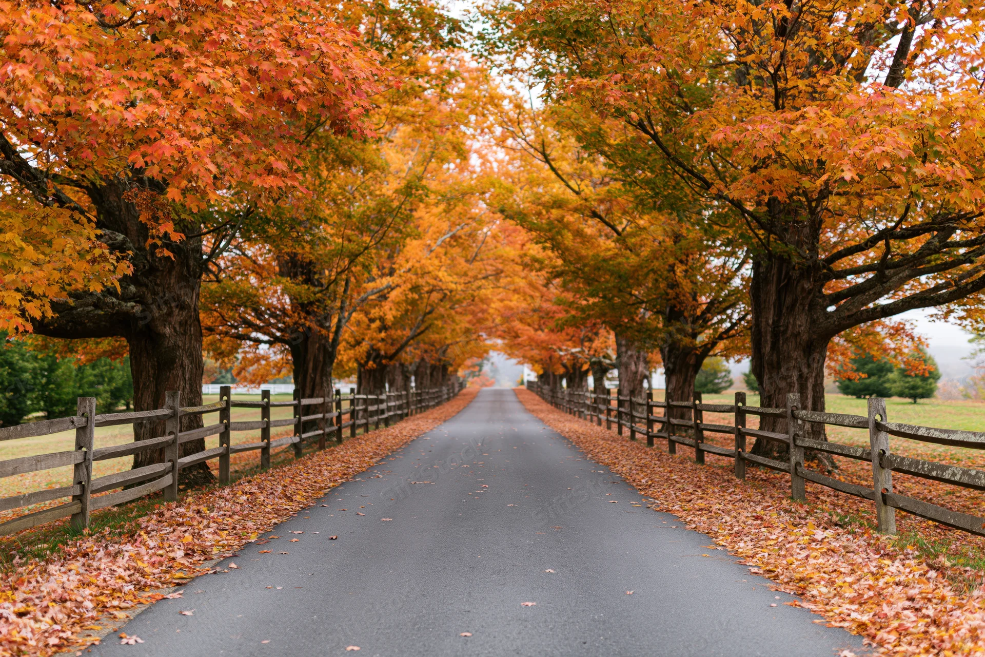 Narrow country road lined with autumn trees and wooden fences stretching into the distance