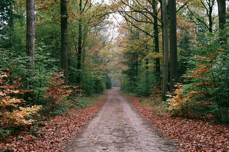 Narrow dirt path winding through dense autumn forest with fallen leaves and tall trees on either side