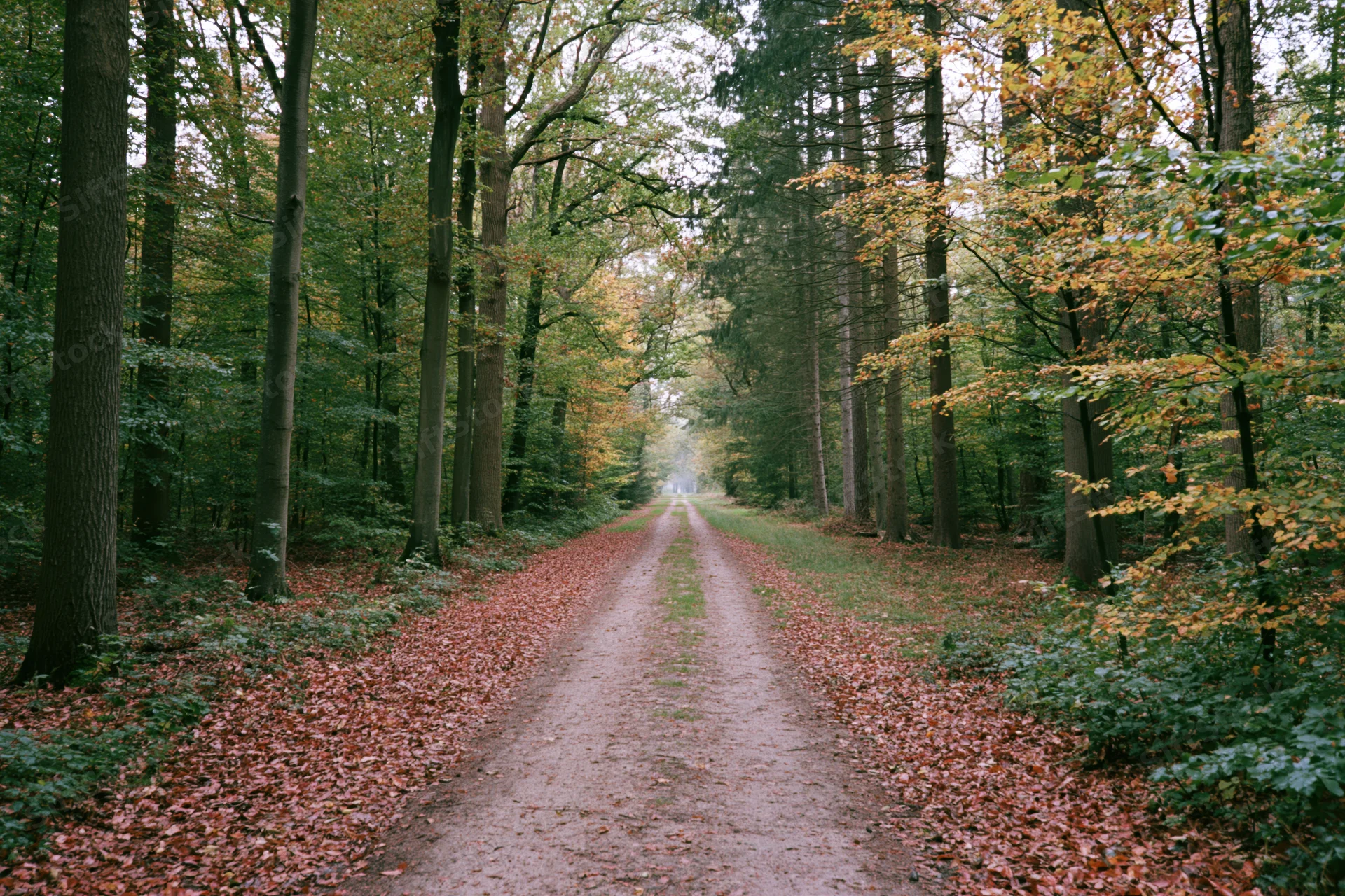 Narrow dirt path winding through dense autumn forest with fallen leaves and tall trees on either side