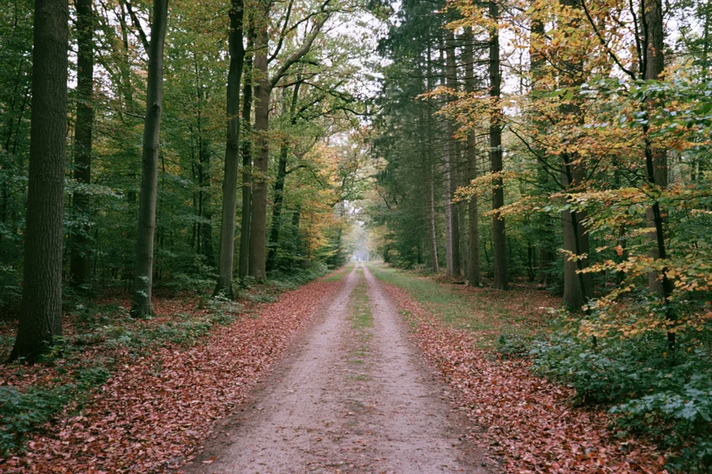 Narrow dirt path winding through dense autumn forest with fallen leaves and tall trees on either side
