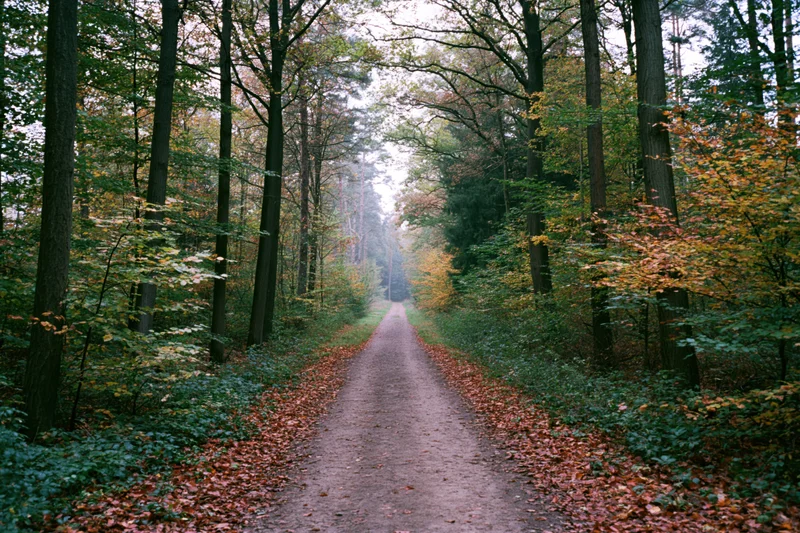 Narrow dirt path winding through dense autumn forest with fallen leaves and misty atmosphere