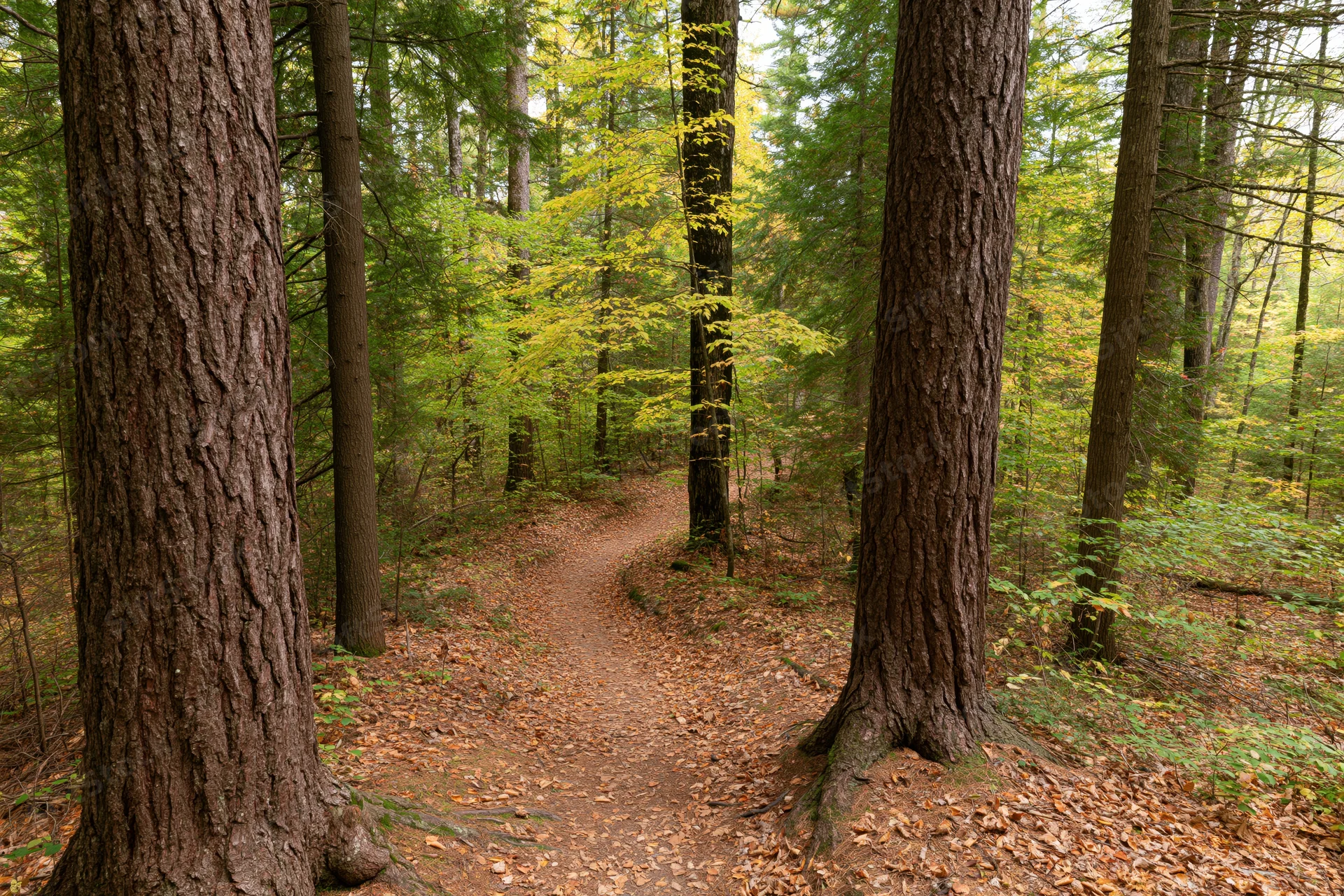 Narrow dirt path winding through mixed forest in autumn with trees and fallen leaves