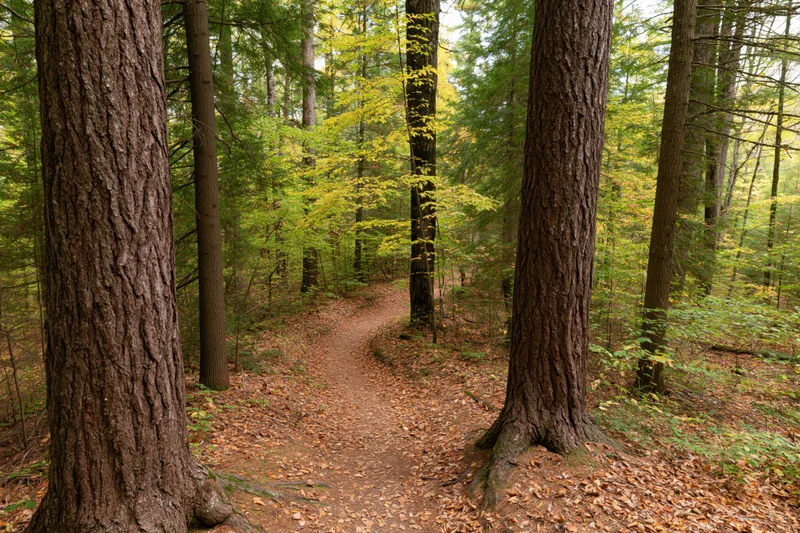 Narrow dirt path winding through mixed forest in autumn with trees and fallen leaves