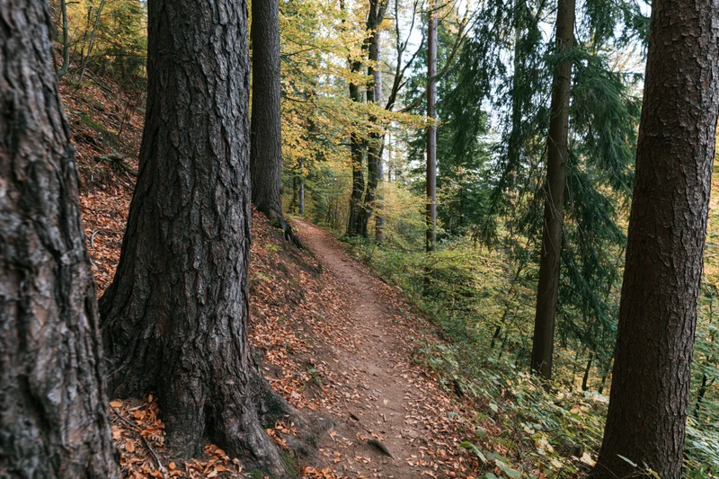 Narrow dirt path winding through mixed autumn forest with fallen leaves and tall trees