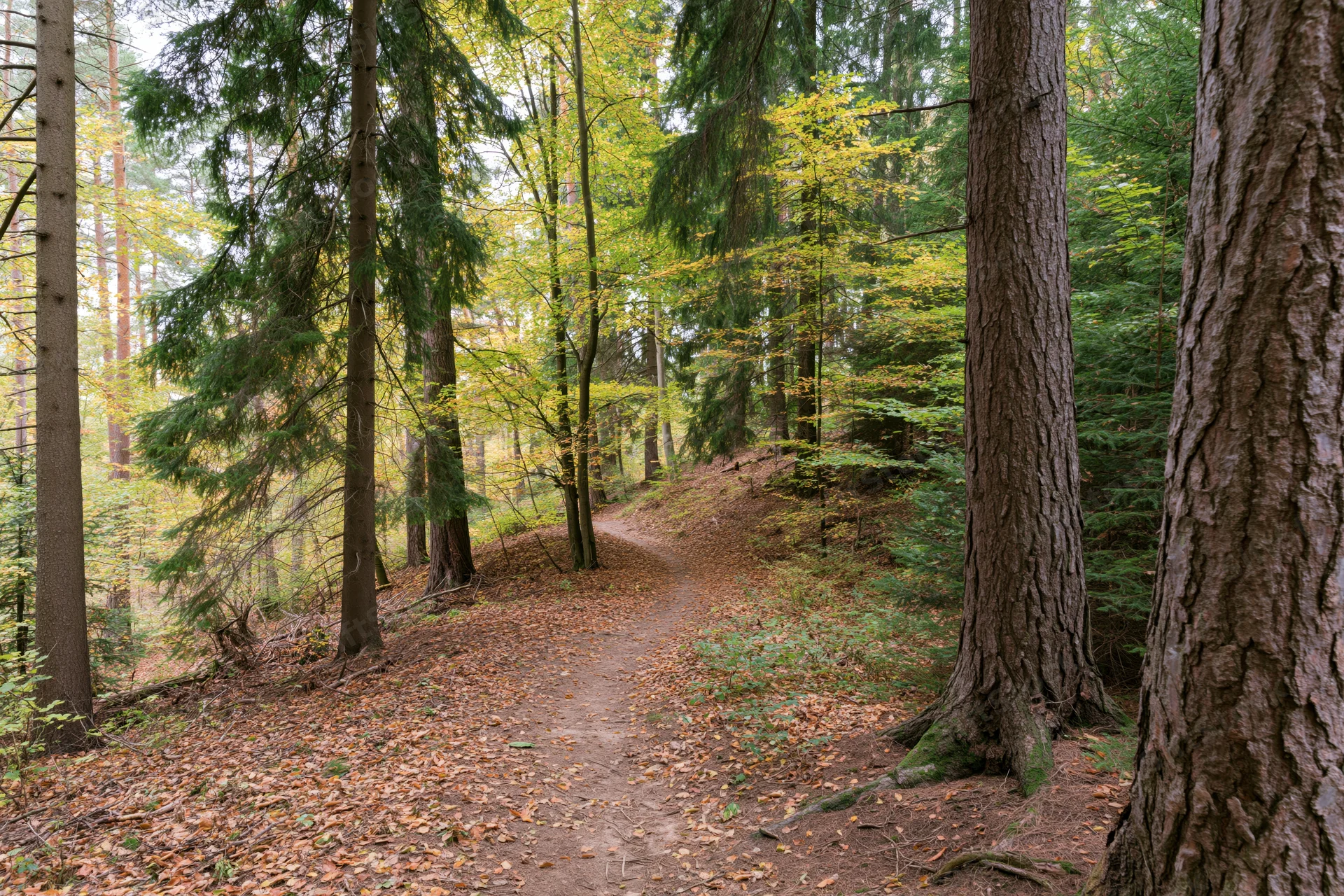 Narrow dirt path winding through mixed forest in autumn with fallen leaves and tall trees