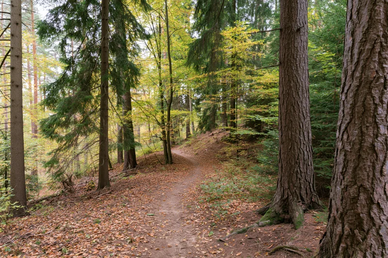 Narrow dirt path winding through mixed forest in autumn with fallen leaves and tall trees
