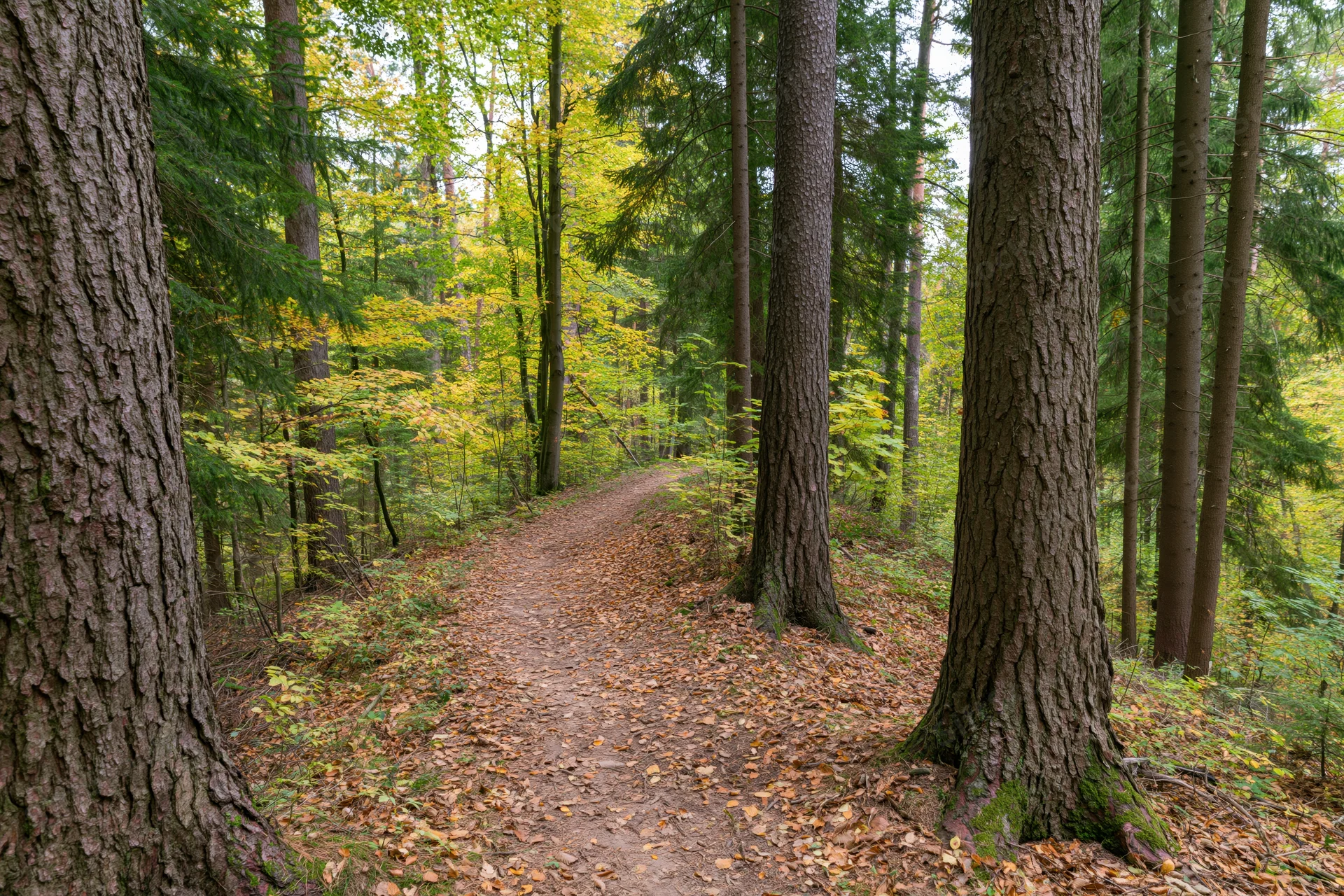 Narrow dirt path winding through mixed forest in autumn with fallen leaves and tall trees