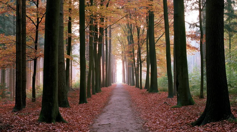 Narrow dirt path lined with tall trees in autumn forest, covered in fallen leaves, leading into misty light at horizon