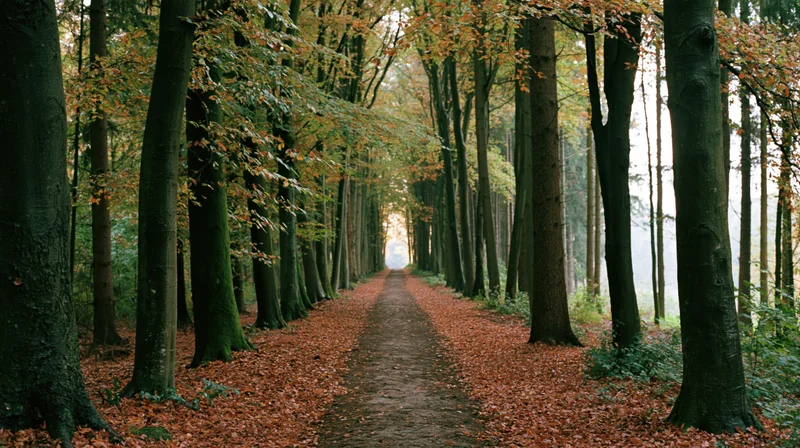 Narrow dirt path lined with tall trees and autumn leaves in a dense forest