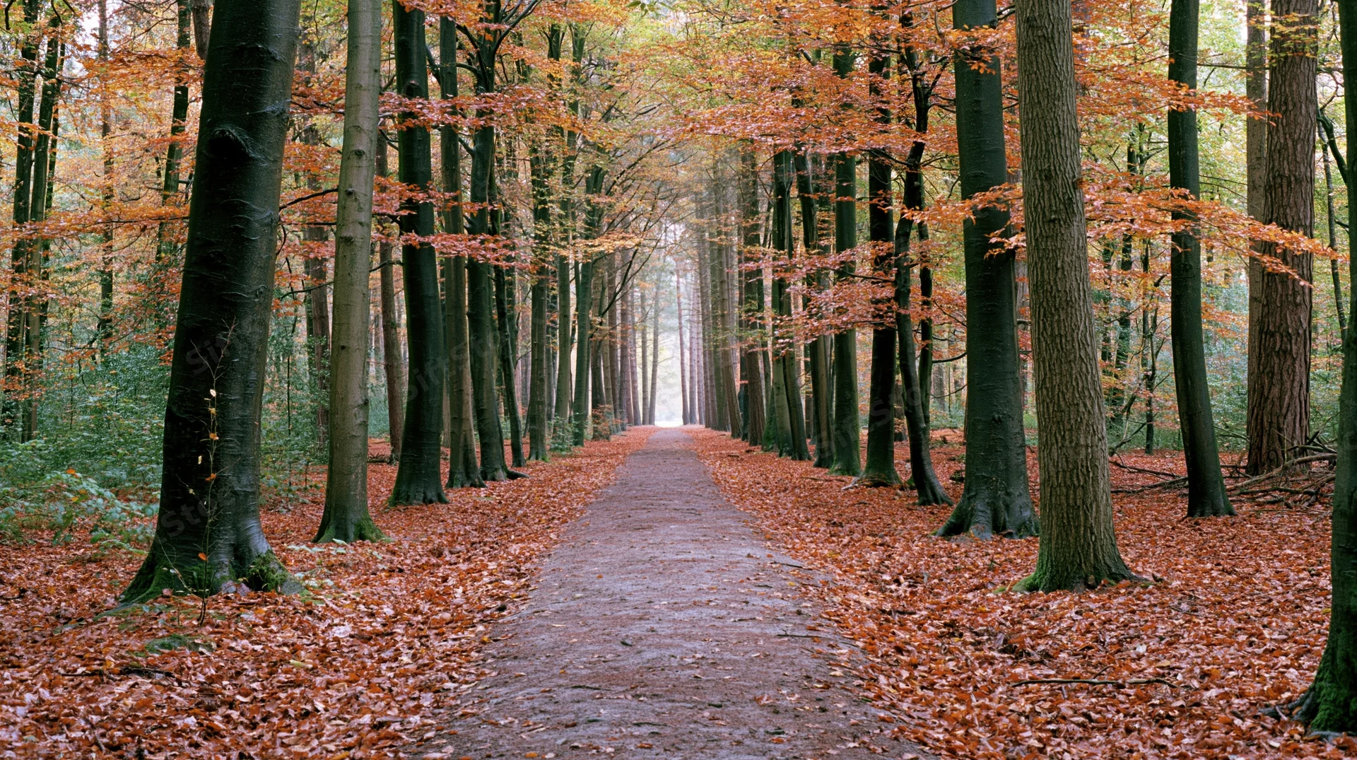 Narrow dirt path lined with tall trees and covered in fallen autumn leaves leading into the distance through a dense forest