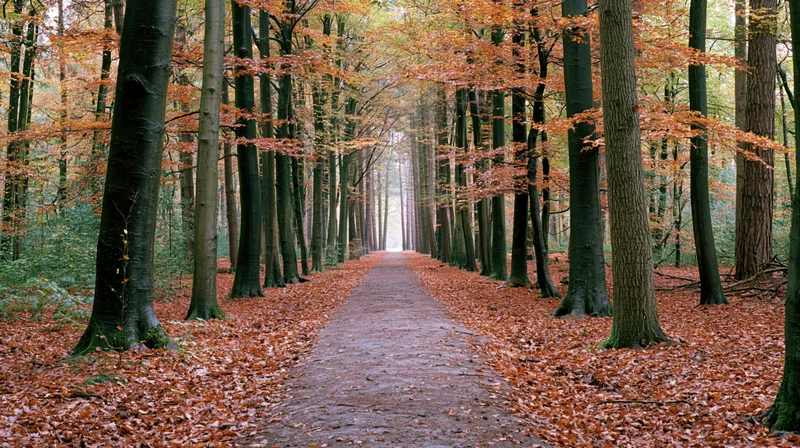 Narrow dirt path lined with tall trees and covered in fallen autumn leaves leading into the distance through a dense forest