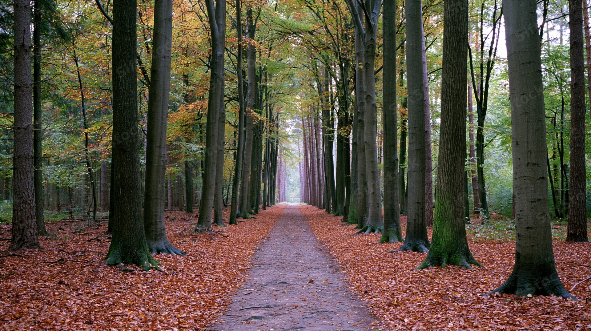 Narrow dirt path lined with tall trees covered in autumn foliage leading into a forest