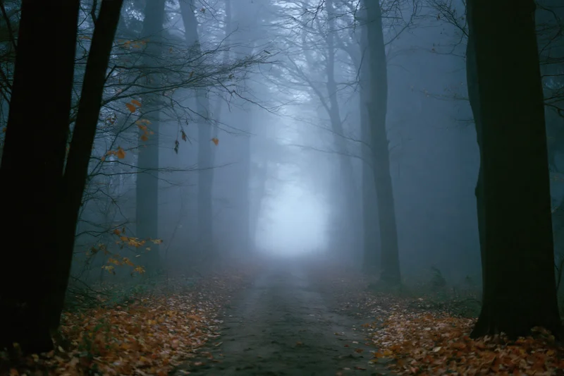 Foggy Forest Path Shrouded in Mist and Quiet Autumn Evening